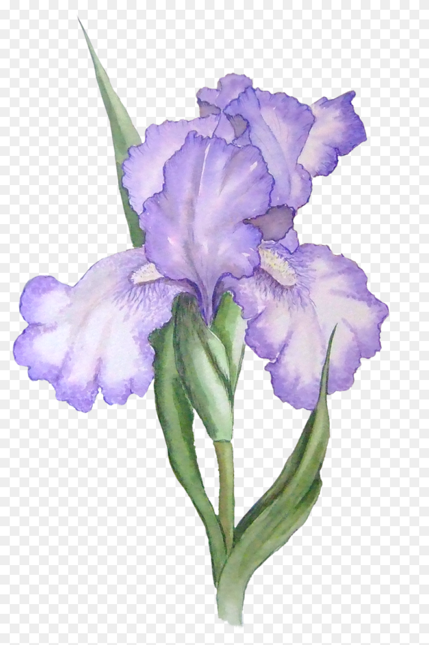 Download Iris Flower Png Clipart - 