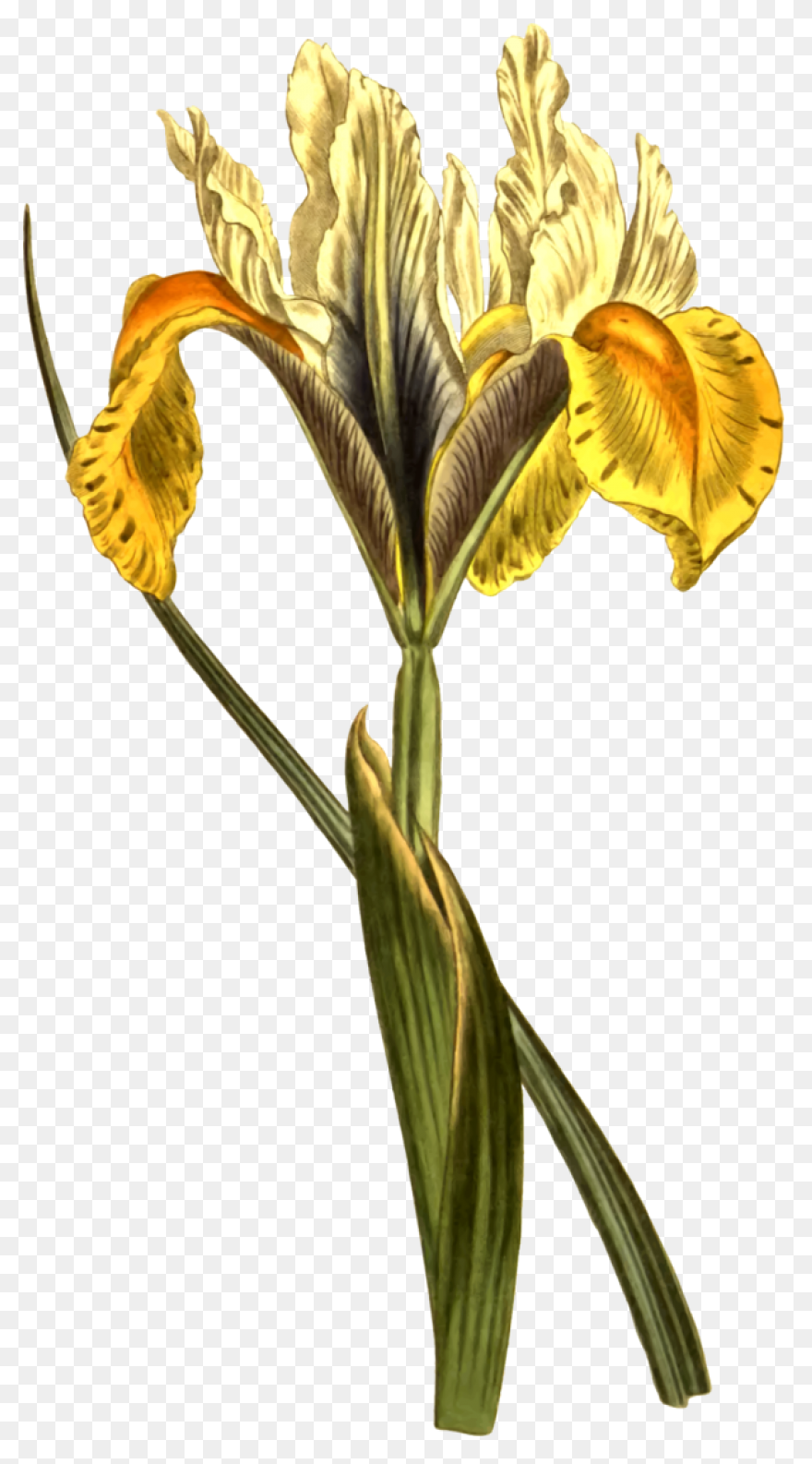 Download Iris Flower Png Clipart - 