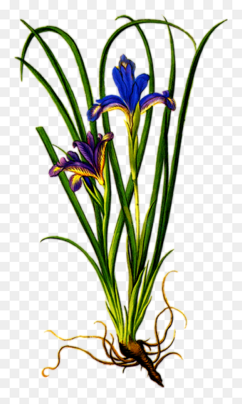Download Iris Flower Png Clipart - 