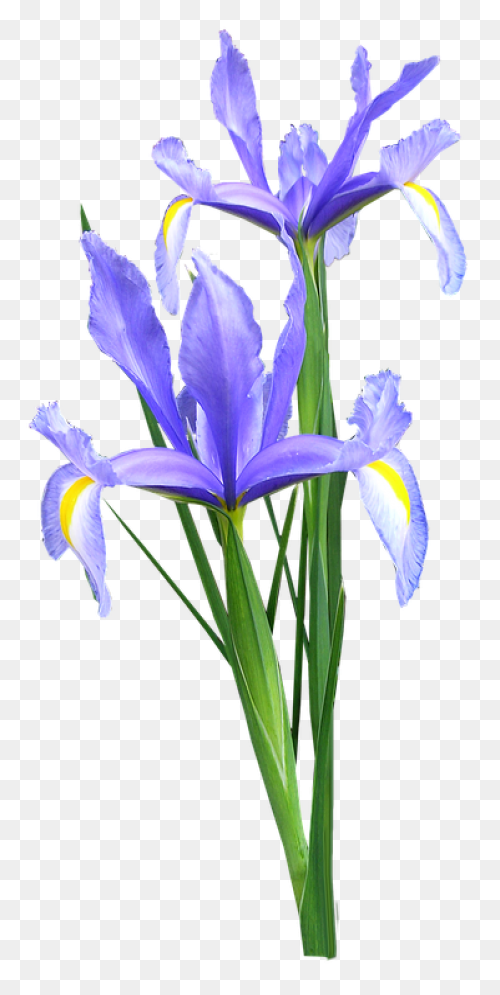 Download Iris Flower Png Clipart - 