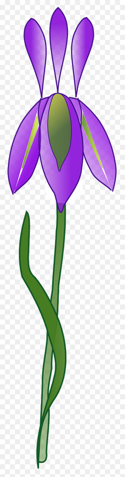 Download Iris Flower Png Clipart - 
