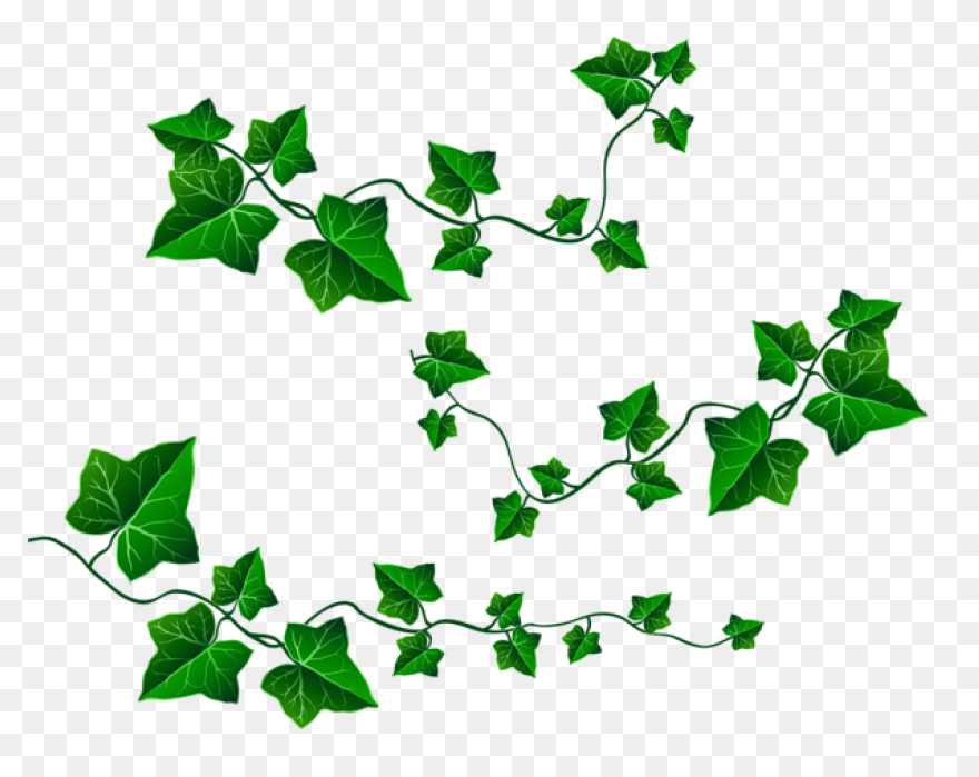 Aka Ivy Clipart - Clipart Suggest