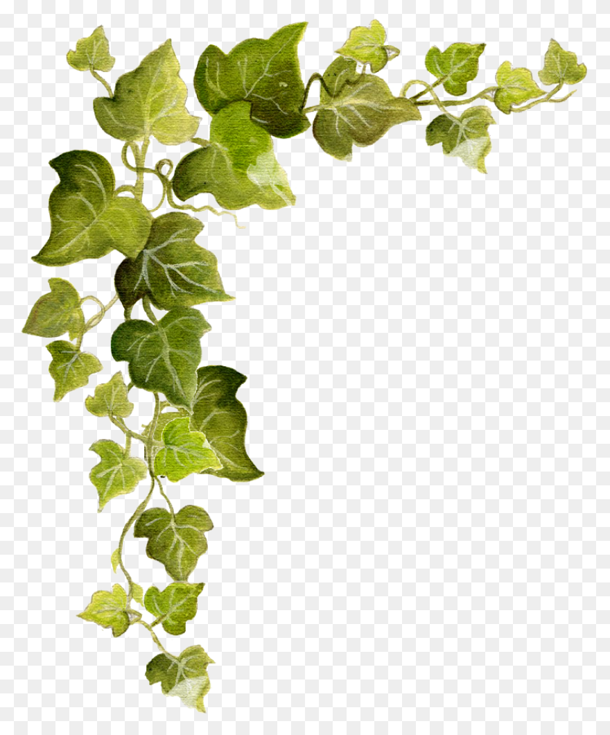Aka Ivy Clipart - Clipart Suggest