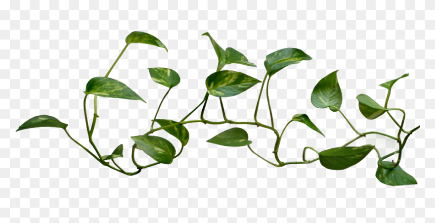 Aka Ivy Clipart - Clipart Suggest