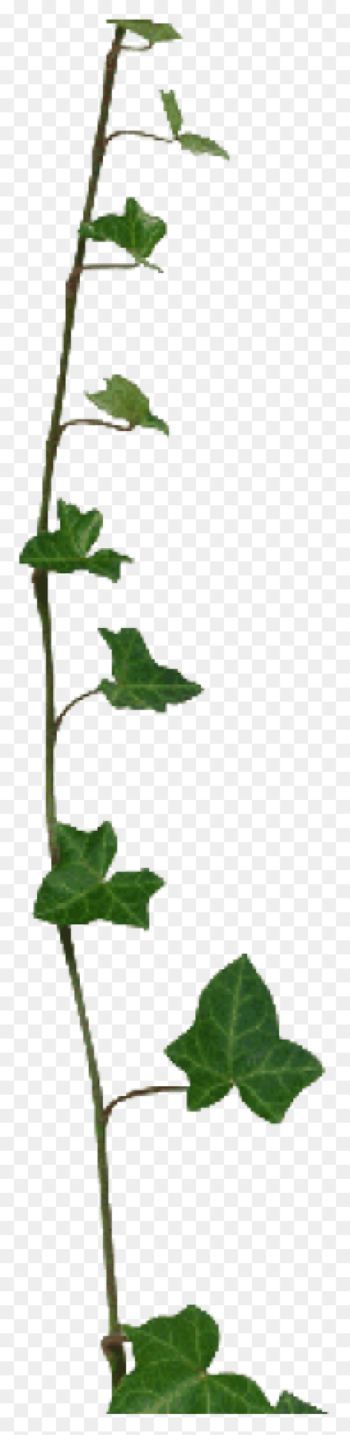 Aka Ivy Clipart - Clipart Suggest