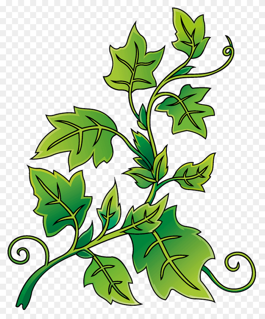 Aka Ivy Clipart - Clipart Suggest
