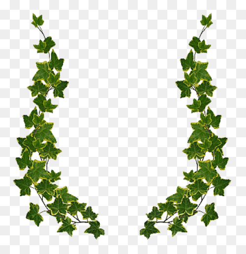 Aka Ivy Clipart - Clipart Suggest