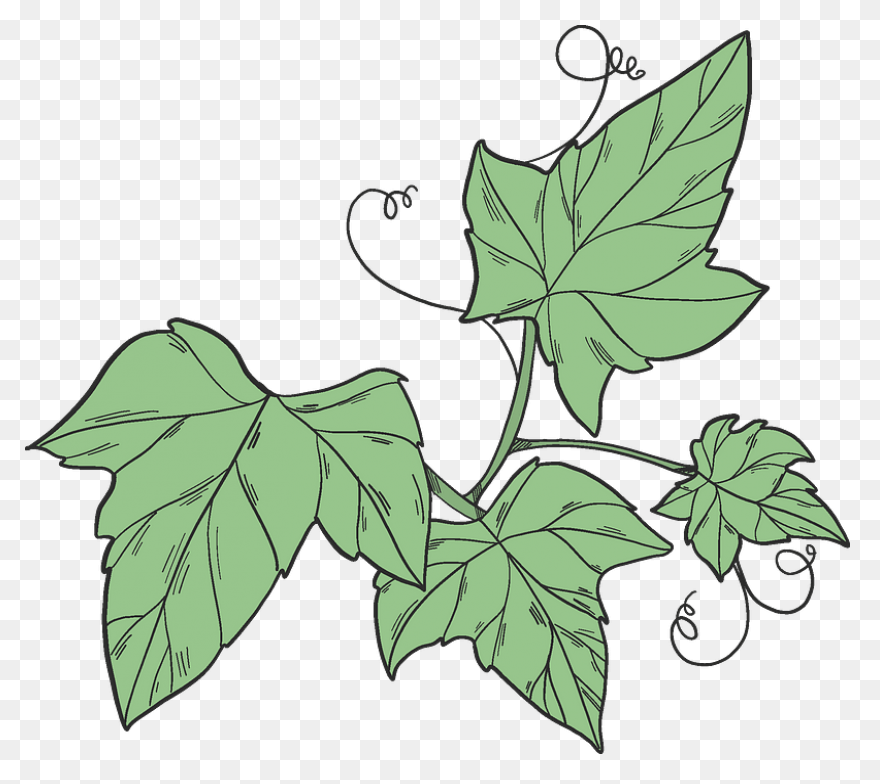 Ivy Clipart. Free Download .png - Ivy