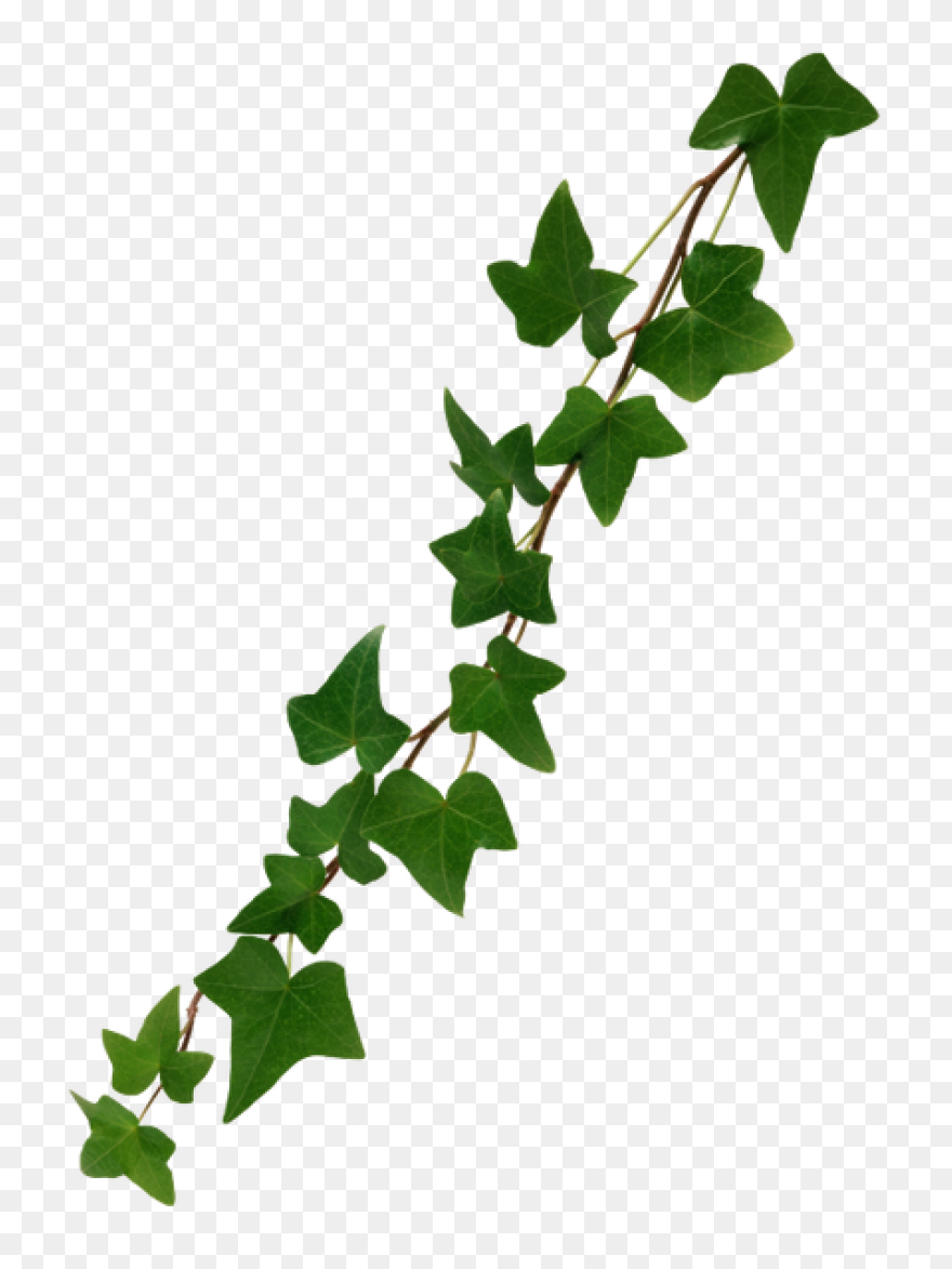 Aka Ivy Clipart - Clipart Suggest