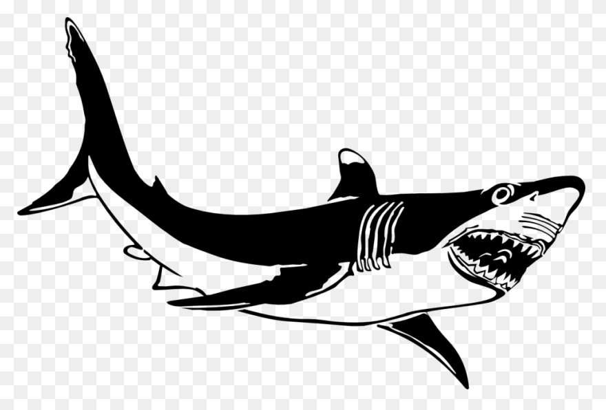 Great White Shark Shark Jaws - Jaws