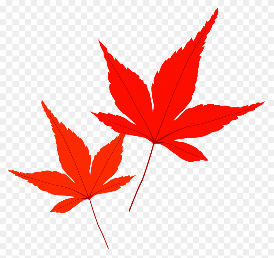 Red Maple Maple Leaf Sugar Maple Ja