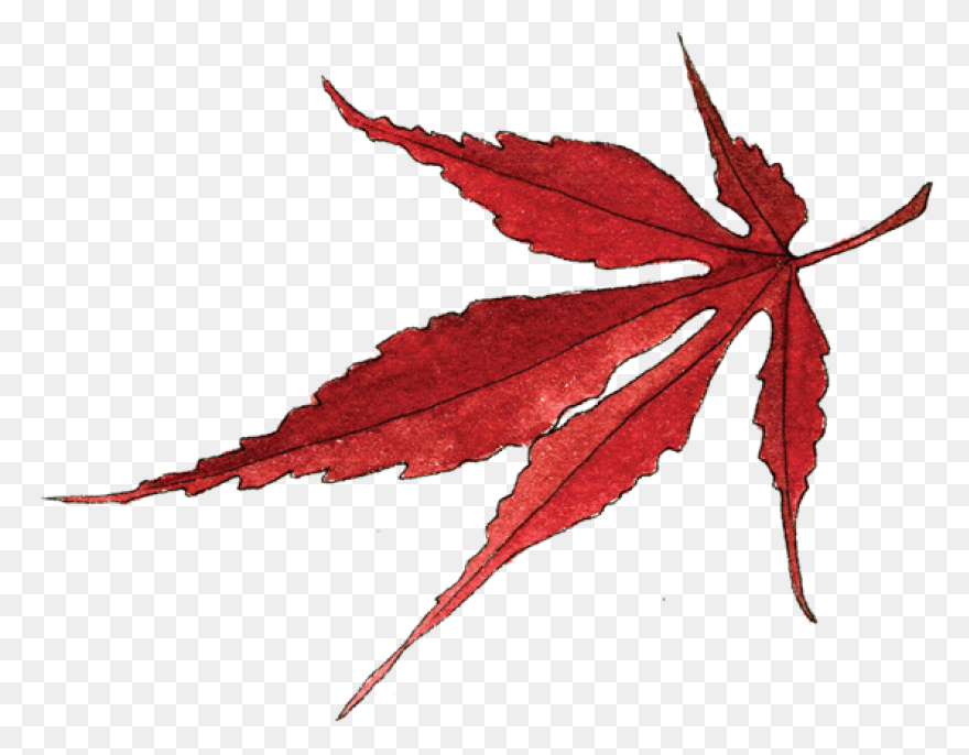 Red Maple Maple Leaf Sugar Maple Ja