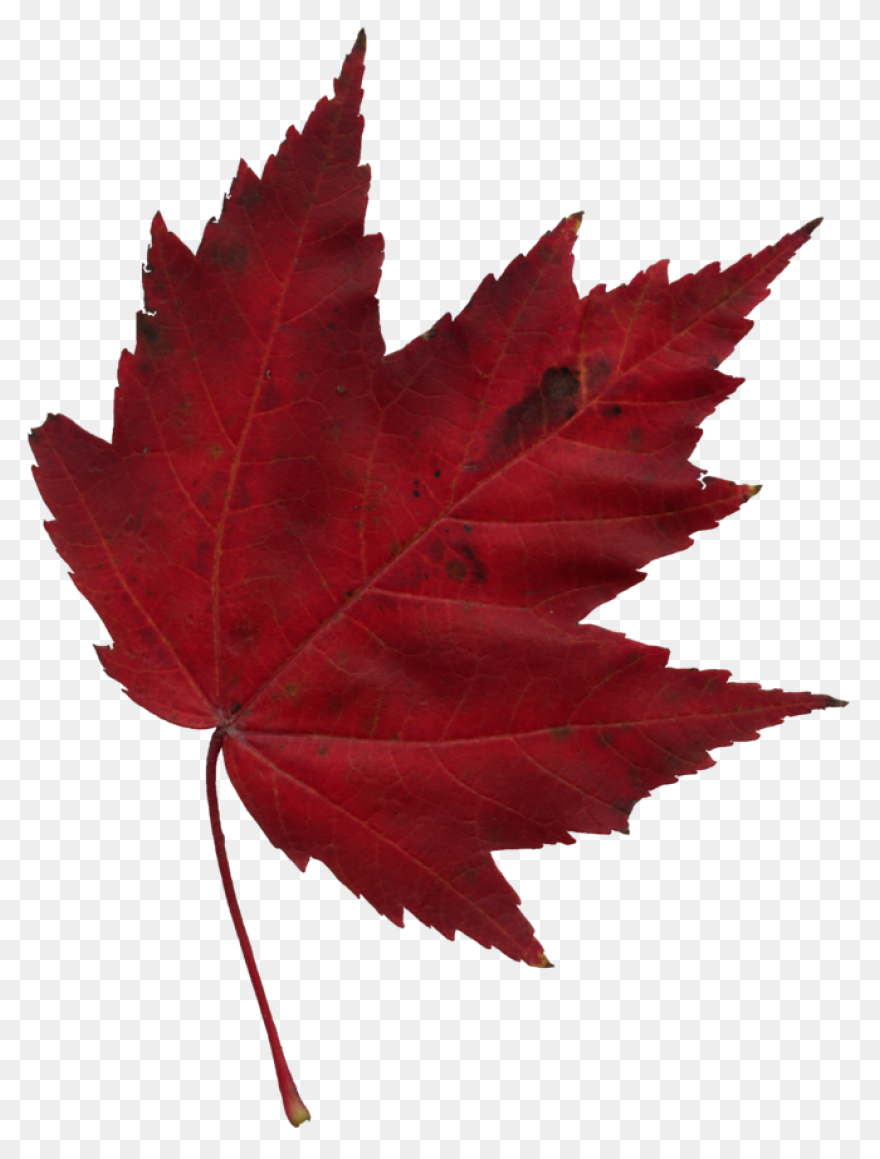Red Maple Maple Leaf Sugar Maple Ja