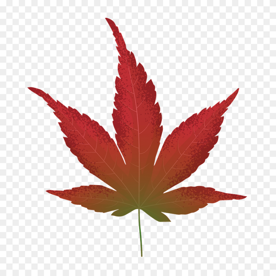 Red Maple Maple Leaf Sugar Maple Ja