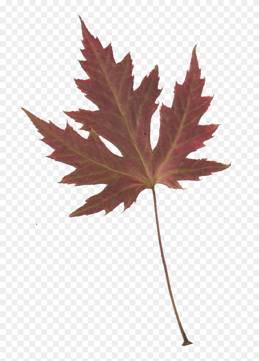 Red Maple Maple Leaf Sugar Maple Ja