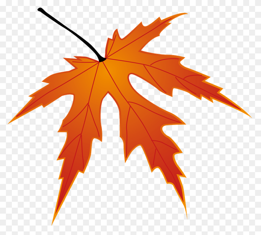 Red Maple Maple Leaf Sugar Maple Ja
