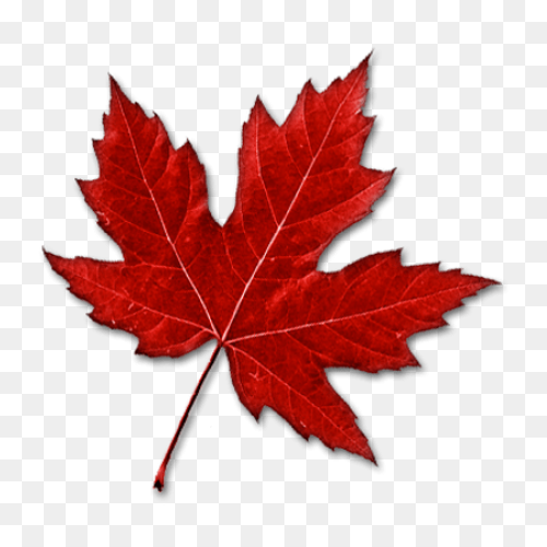 Red Maple Maple Leaf Sugar Maple Ja