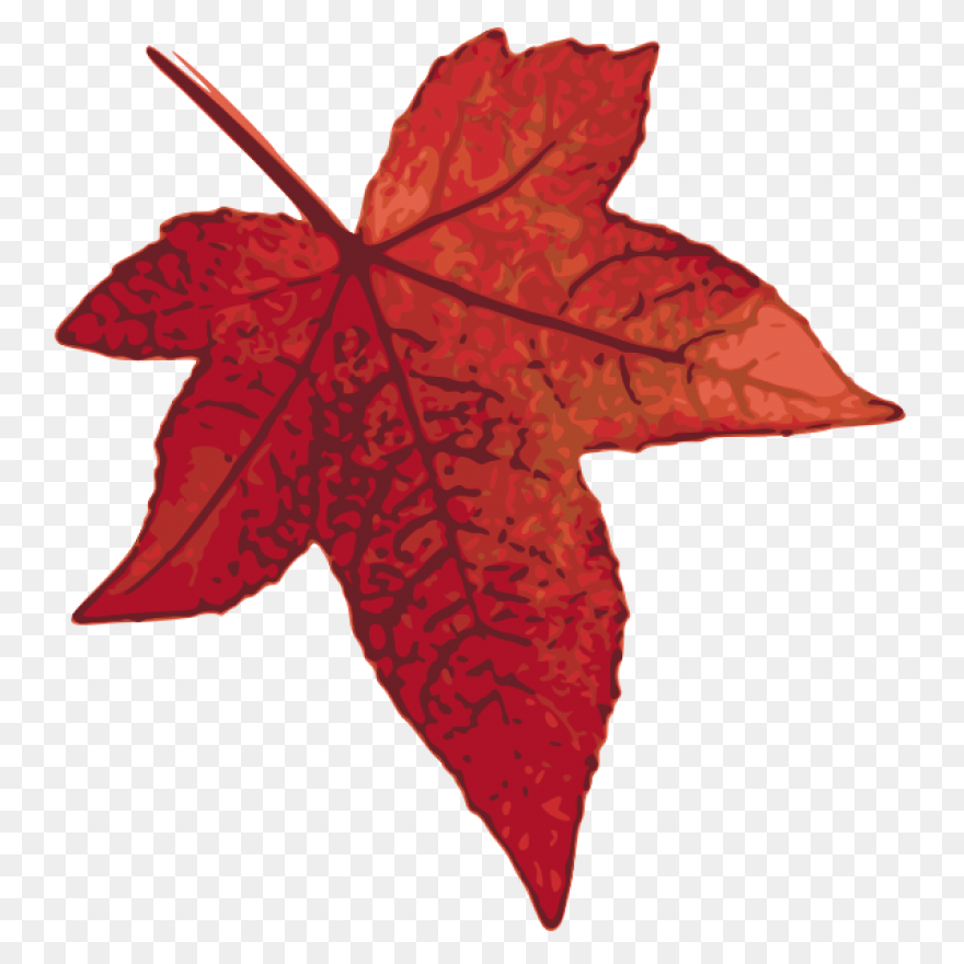 Red Maple Maple Leaf Sugar Maple Ja