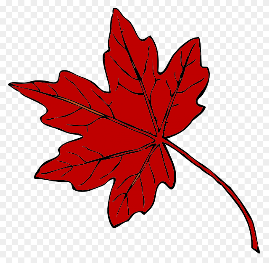 Red Maple Maple Leaf Sugar Maple Ja
