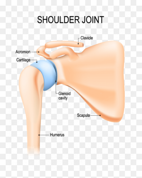 Joints In Human Body | Types Of Joi