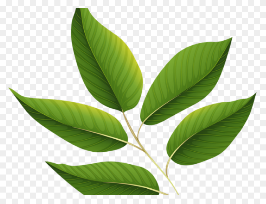 10 Jungle Leaves Ideas In 2021 | Le