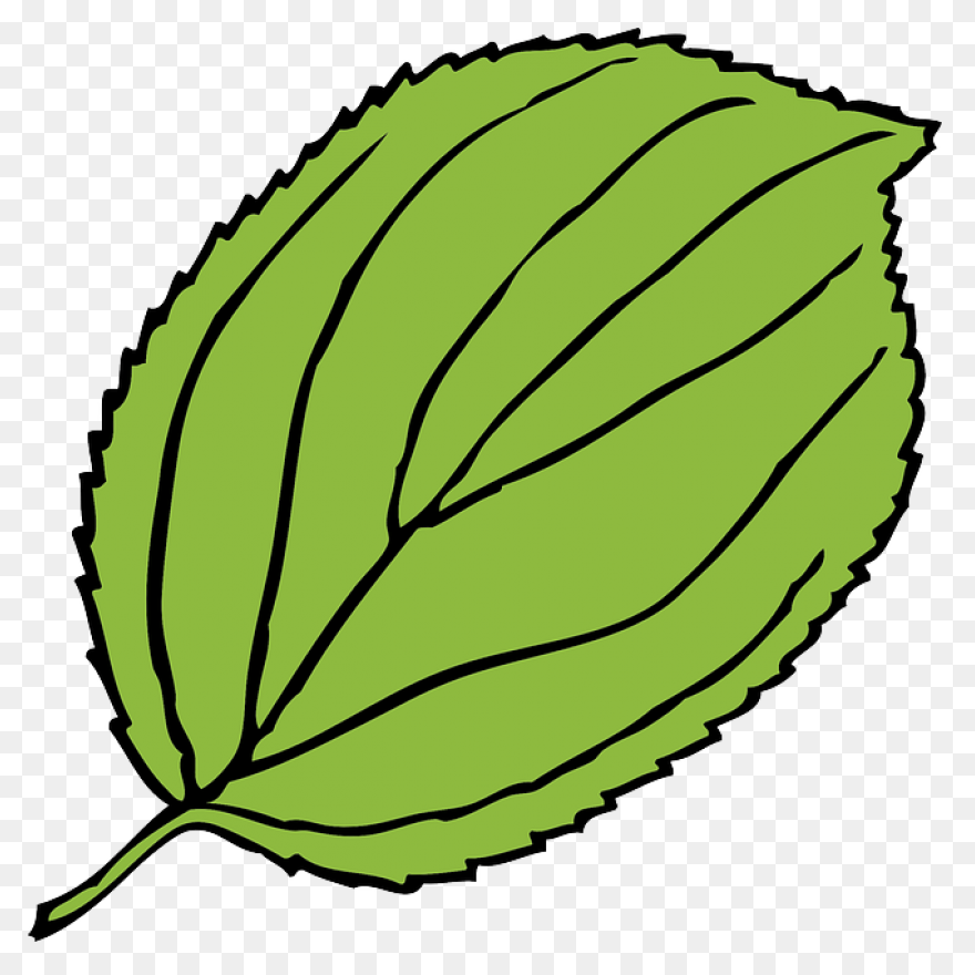 10 Jungle Leaves Ideas In 2021 | Le