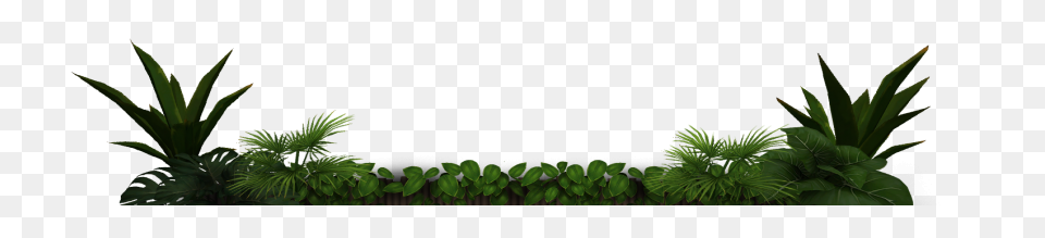 Jungle Trees Animated - ClipartFlar