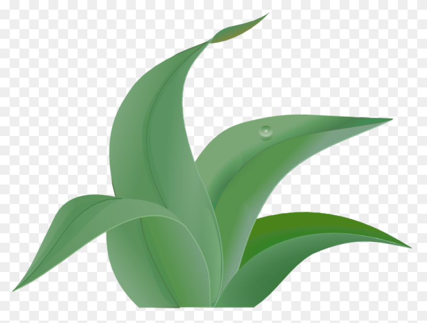 Free Jungle Plant Cliparts, Downloa