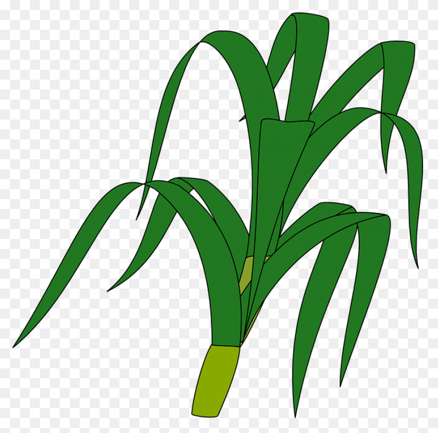 Free Jungle Plant Cliparts, Downloa