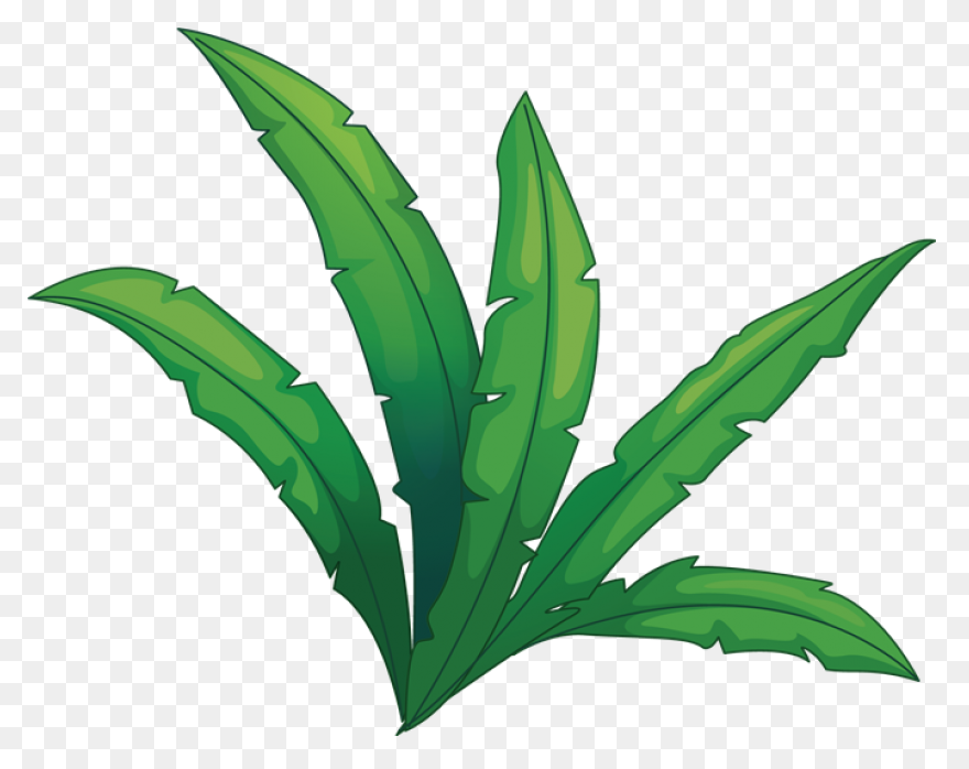 Free Jungle Plant Cliparts, Downloa