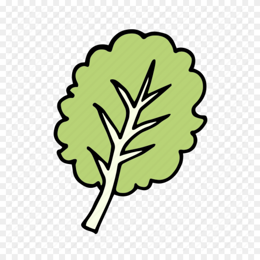Our Veg | Kale