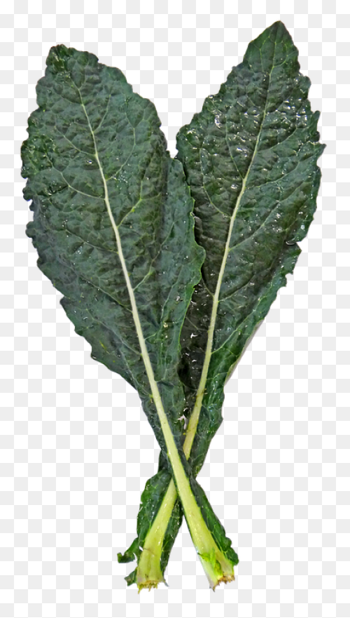 Our Veg | Kale