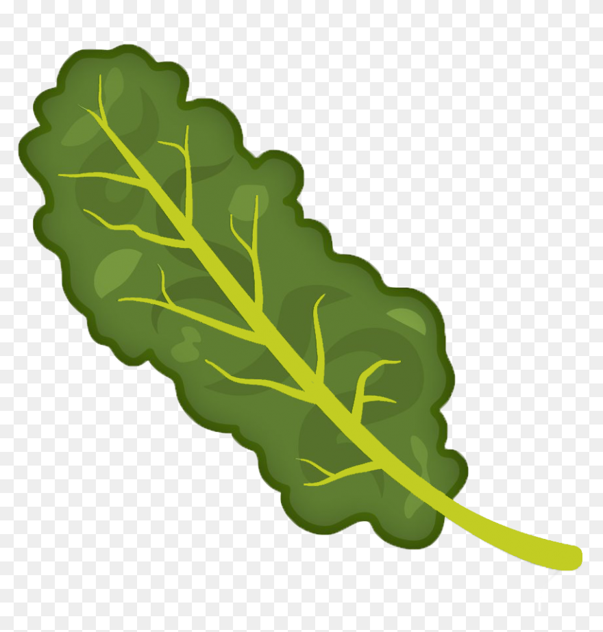 Our Veg | Kale
