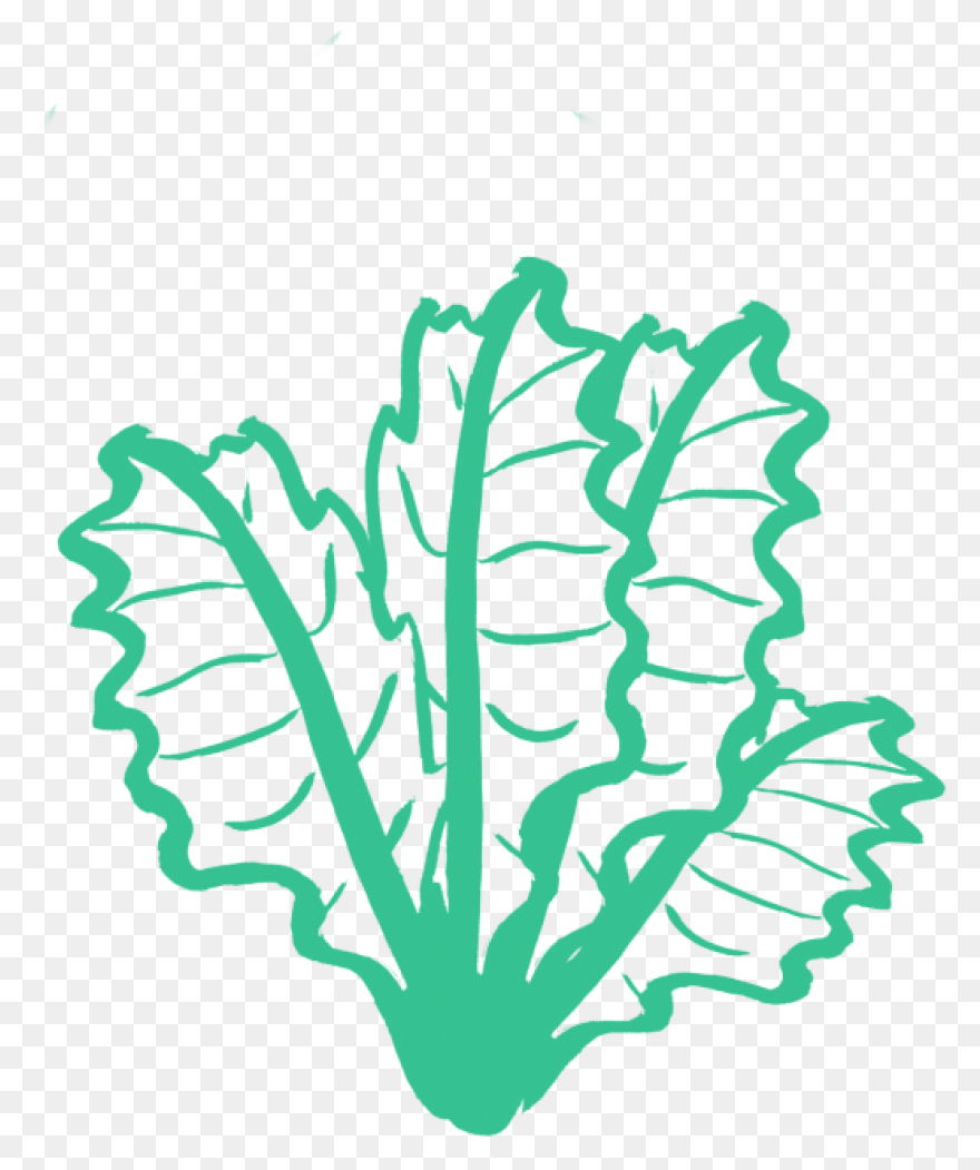 Our Veg | Kale