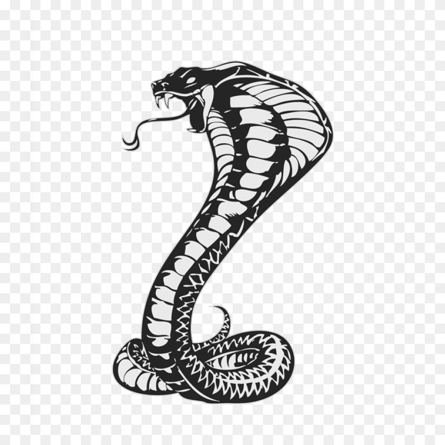 Download Cobras King Cobra Snakes - King Cobra