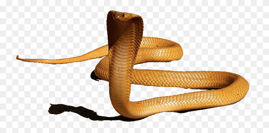 Download Cobras King Cobra Snakes T