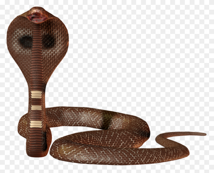 Download Cobras King Cobra Snakes T