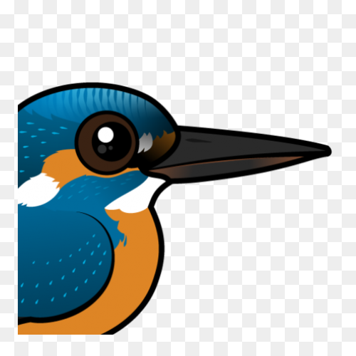 Belted Kingfisher Common Kingfisher