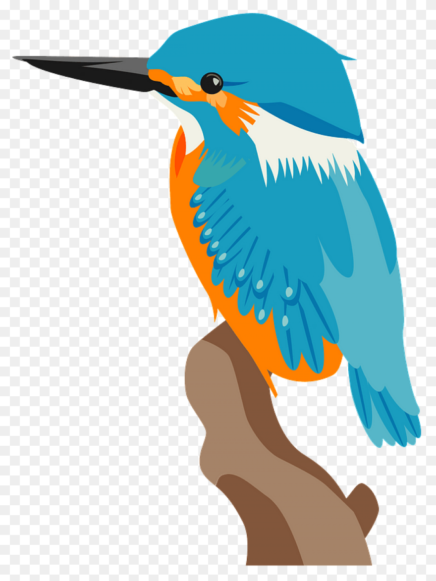 Belted Kingfisher Common Kingfisher