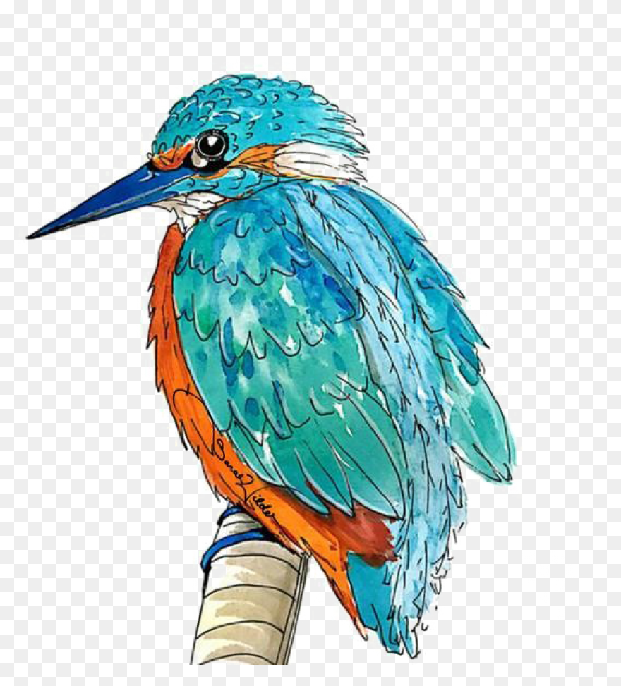 Belted Kingfisher Common Kingfisher