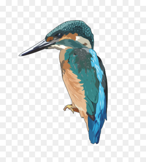 Belted Kingfisher Common Kingfisher