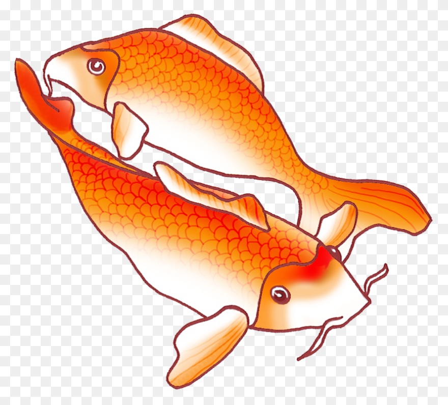 Colorful Koi Fish Drawings Drawing - Koi Fish