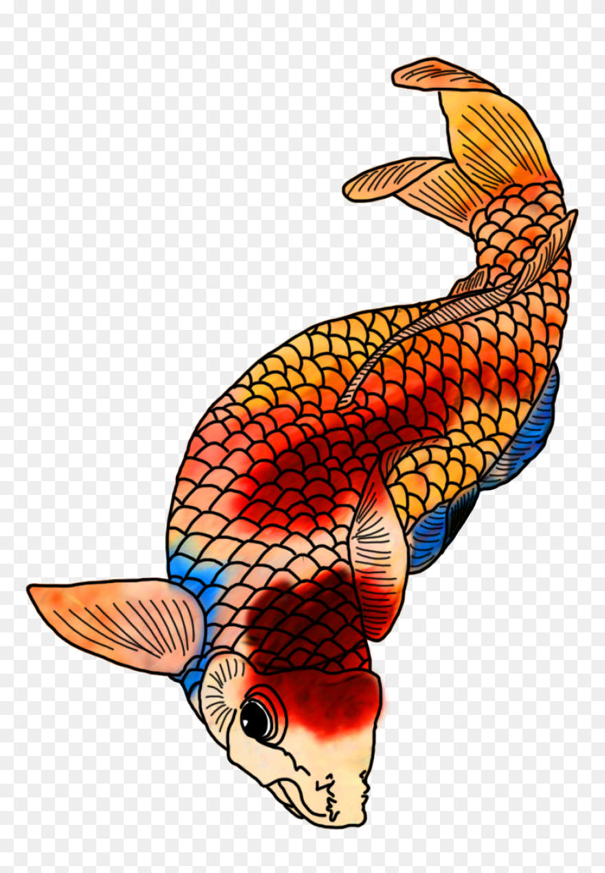Koi Fish