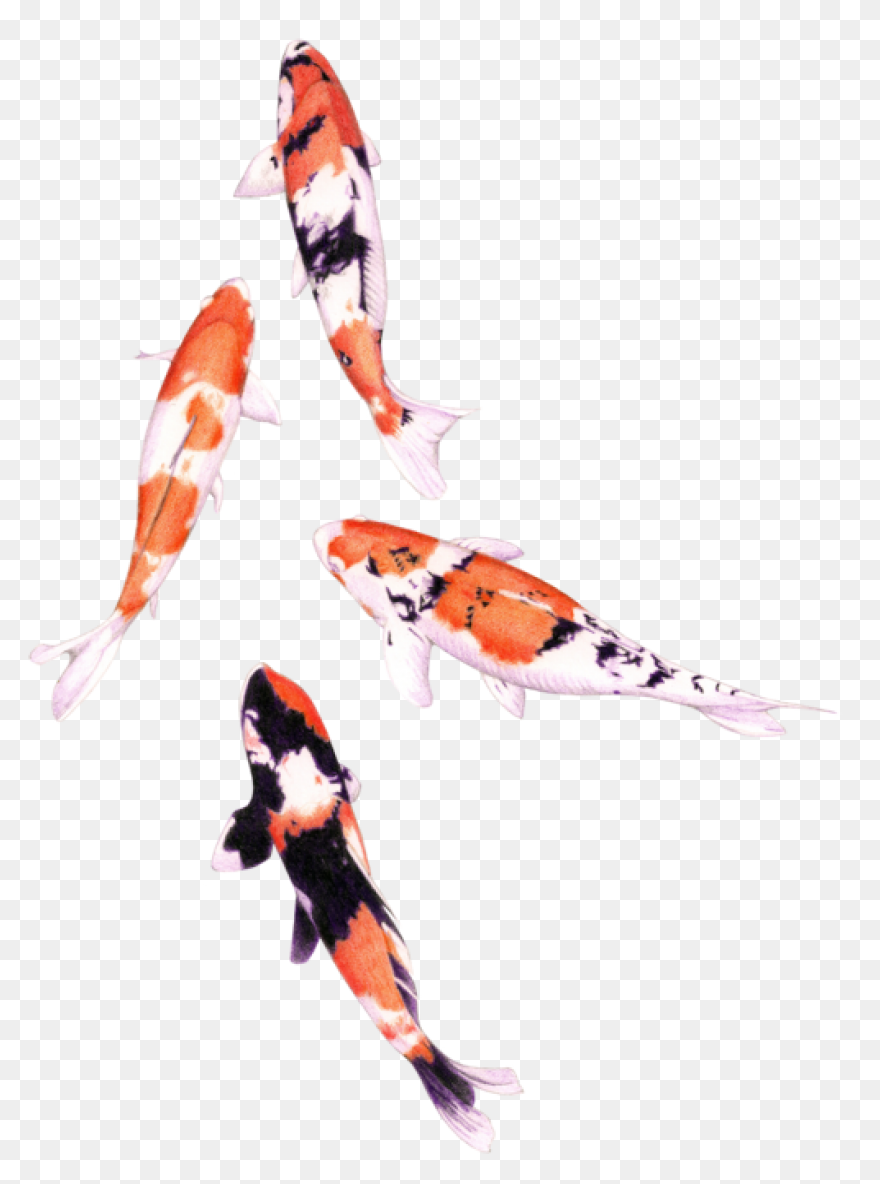 Koi Fish