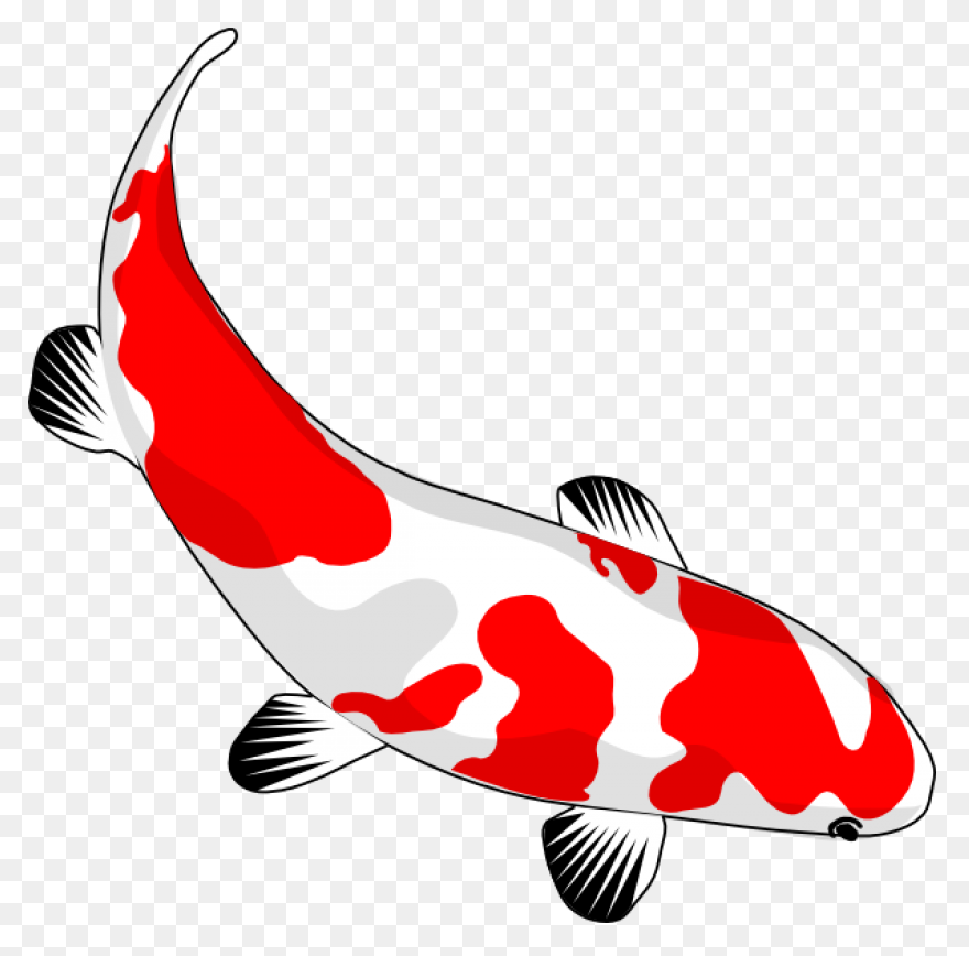 Koi Fish