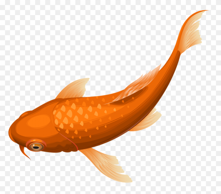 Koi Fish