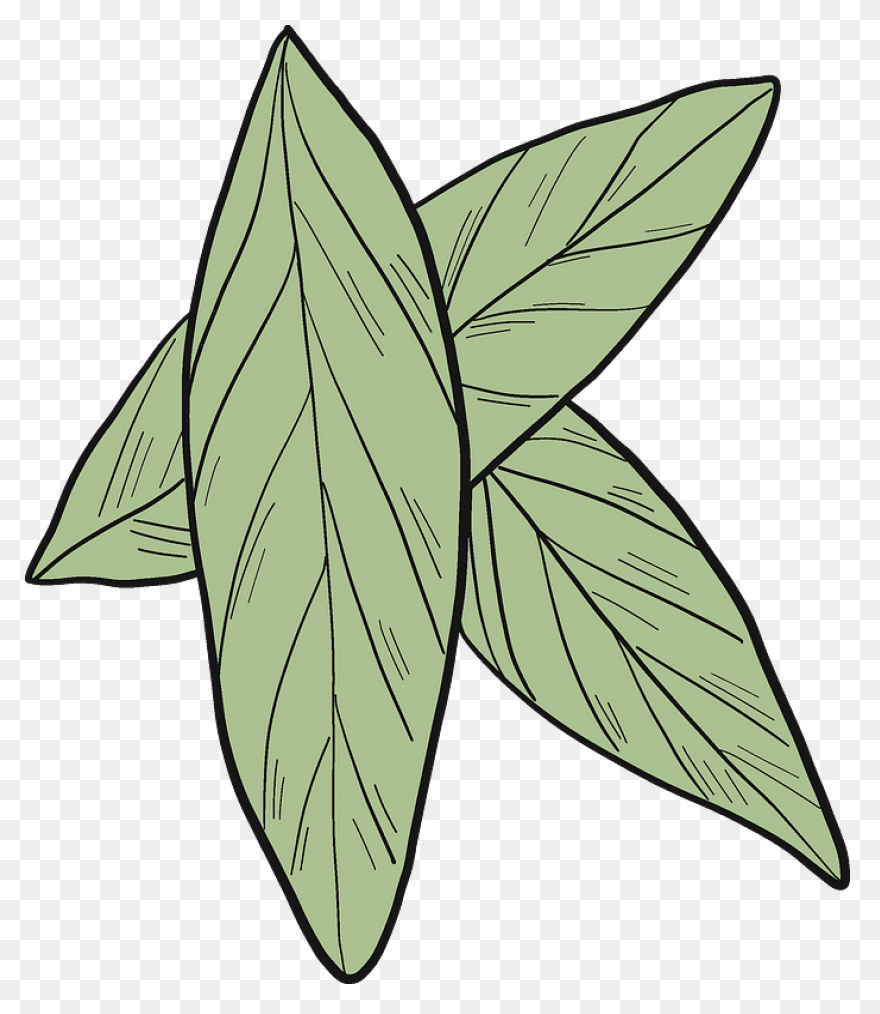 Laurel Leaves | The Shelter