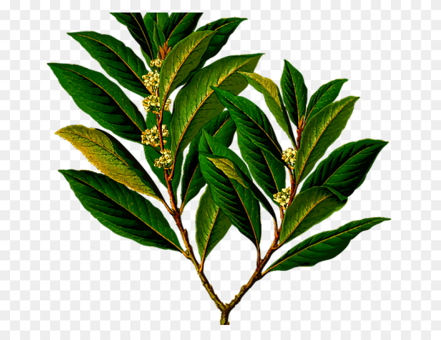 Laurel Wreath Olive Wreath Bay Laur