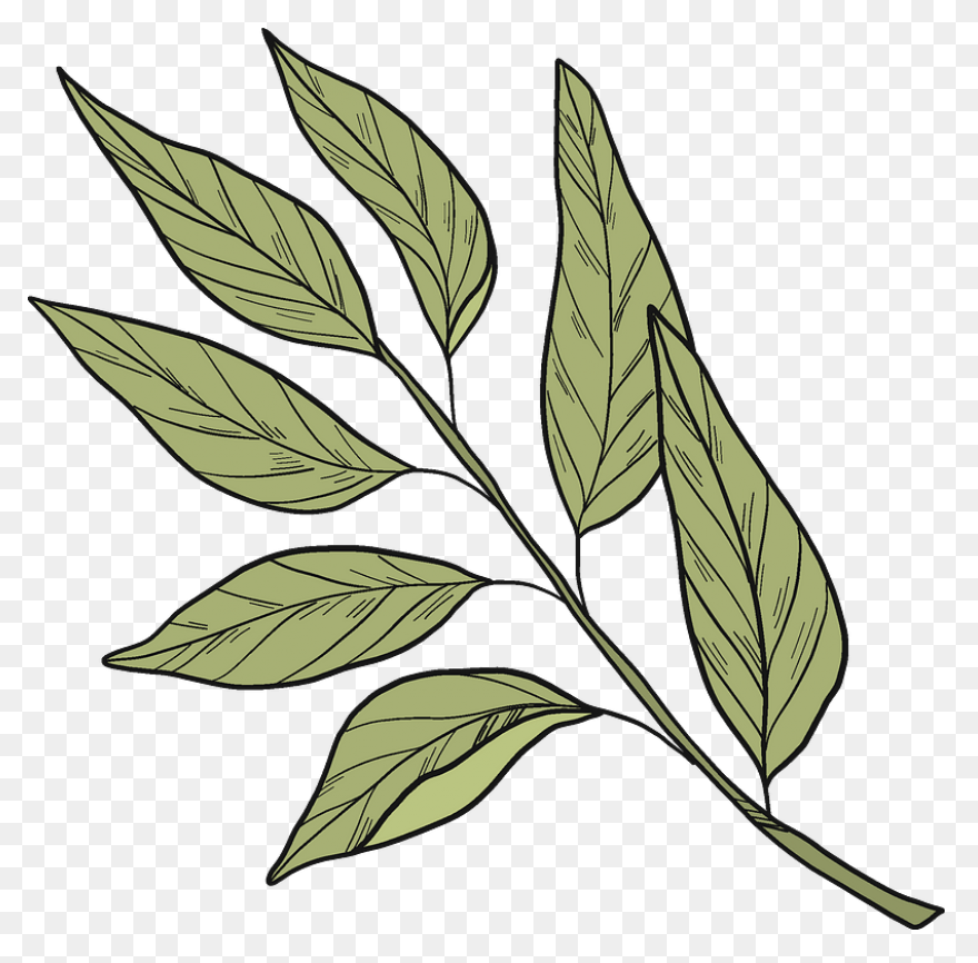 Laurel Wreath Olive Wreath Bay Laur