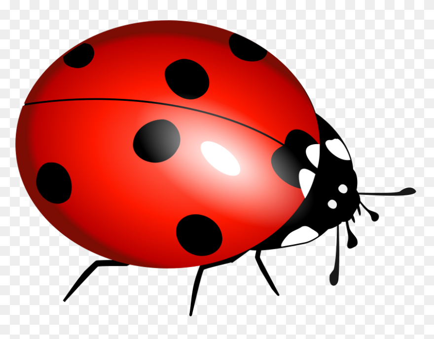 Ladybug Clipart High Resolution - B
